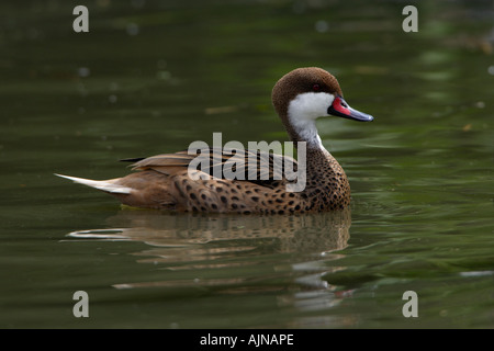 Bahama Pintail, Anas Bahamensis, Schwimmen am See Stockfoto