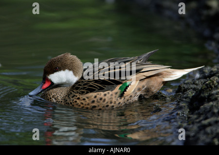 Bahama Pintail, Anas Bahamensis Fütterung auf See Stockfoto