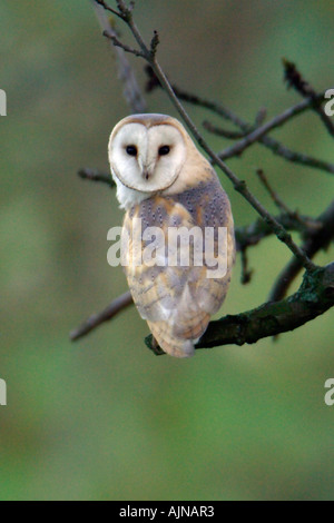 Schleiereule auf AST Northumberland UK Stockfoto
