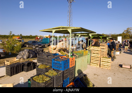 Landwirte blockieren Verkauf Trauben nach der Ernte Bulgarien Region Schwarzes Meer Küste Stockfoto