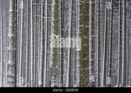 Schnee bedeckte Tanne geht im Winter, abstrakt, Picea abies Stockfoto