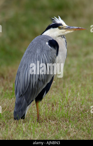 Graureiher, Ardea Cineria ruht auf Feld Stockfoto