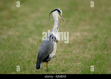 Graureiher, Ardea Cineria, putzen sich auf einem Feld Stockfoto