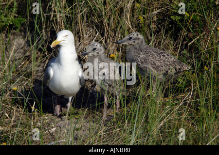 Silbermöwe, Larus Argentatus, übergeordnete Vogel mit zwei Küken Stockfoto