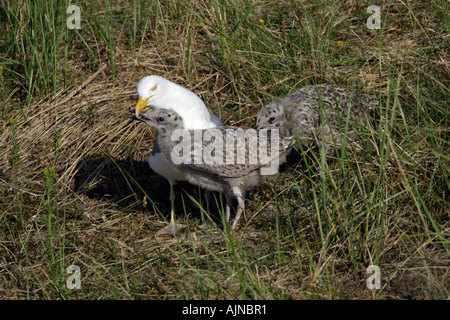 Silbermöwe, Larus Argentatus, übergeordnete Vogel füttern zwei Küken Stockfoto