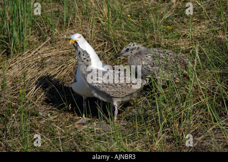 Silbermöwe, Larus Argentatus, übergeordnete Vogel füttern zwei Küken Stockfoto