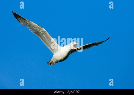 Silbermöwe, Larus Argentatus, Berufung und Balz anzeigen im Flug Stockfoto