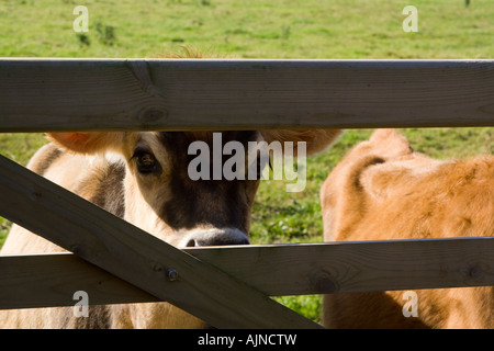 Jersey-Kälber Stockfoto