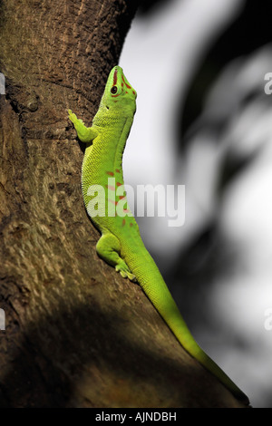 Gecko Eidechse auf Baumstamm Stockfoto