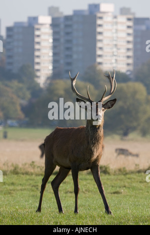 Männliche Bock Rotwild und Roehampton Wohnblock im Hintergrund Richmond Park, London, UK Stockfoto