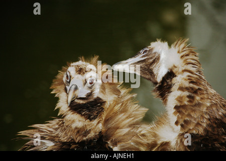 Aegypius Monachus Cinereous Vulture europäischen Mönchsgeier Mallorca Mönchsgeier Mönchsgeier Stockfoto