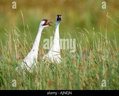 Keuchhusten Krane im Necedah National Wildlife Refuge in Gefahr.  Diese Krane wandern aus in Chassahowitzka NWR in Florida. Stockfoto