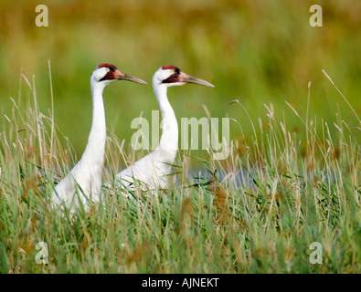 Keuchhusten Krane im Necedah National Wildlife Refuge in Gefahr.  Diese Krane wandern aus in Chassahowitzka NWR in Florida. Stockfoto