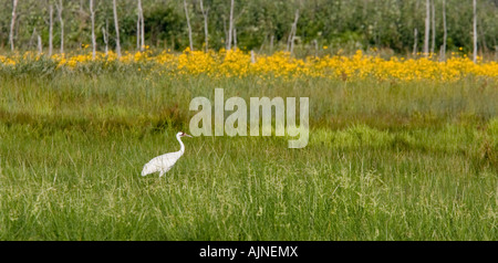 Bedrohte Whooping Crane im Necedah National Wildlife Refuge.  Diese Krane wandern aus in Chassahowitzka NWR in Florida. Stockfoto