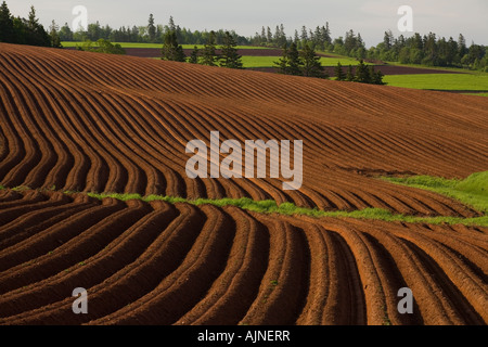 Neu gepflanzten Kartoffelfeld, Crapuad, Prince Edward Island, Canada Stockfoto