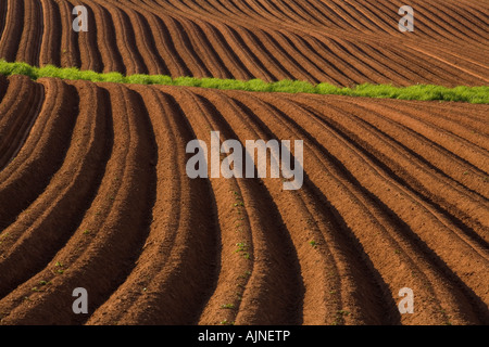 Neu gepflanzten Kartoffelfeld, Crapuad, Prince Edward Island, Canada Stockfoto