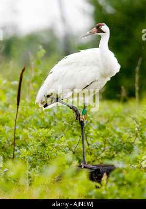 Bedrohte Whooping Crane im Necedah National Wildlife Refuge.  Diese Krane wandern aus in Chassahowitzka NWR in Florida. Stockfoto