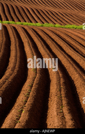 Neu gepflanzten Kartoffelfeld, Crapuad, Prince Edward Island, Canada Stockfoto