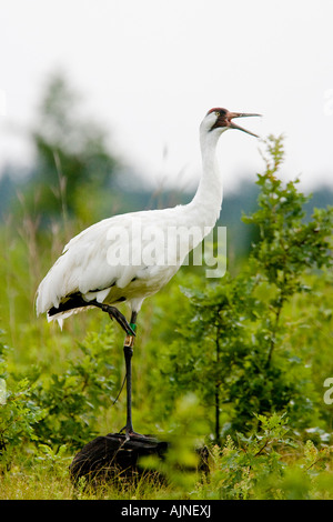 Bedrohte Whooping Crane im Necedah National Wildlife Refuge.  Diese Krane wandern aus in Chassahowitzka NWR in Florida. Stockfoto