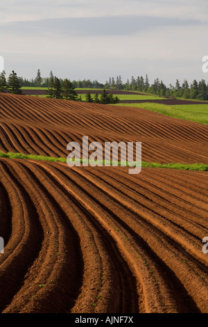 Neu gepflanzten Kartoffelfeld, Crapuad, Prince Edward Island, Canada Stockfoto