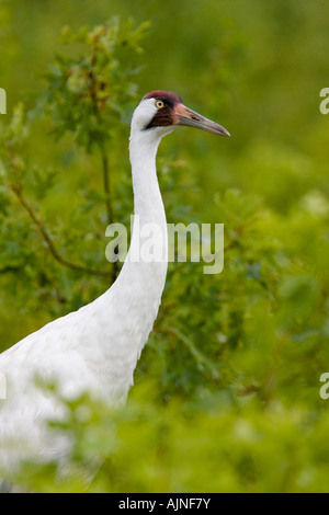 Bedrohte Whooping Crane im Necedah National Wildlife Refuge.  Diese Krane wandern aus in Chassahowitzka NWR in Florida. Stockfoto