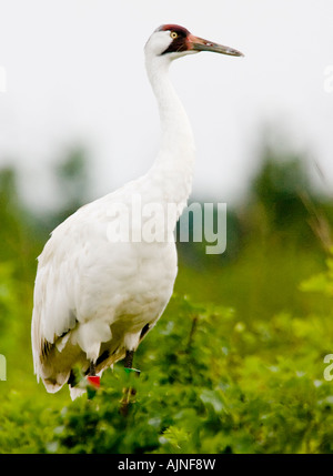 Bedrohte Whooping Crane im Necedah National Wildlife Refuge.  Diese Krane wandern aus in Chassahowitzka NWR in Florida. Stockfoto