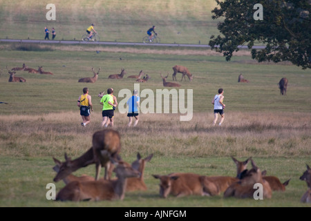 Männer Joggen und Radfahren, umgeben von Herden von roten Hirschen im Richmond Park London England UK Stockfoto