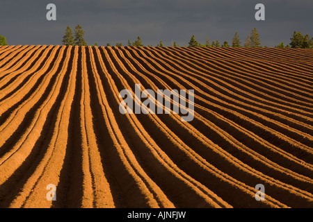 Neu gepflanzten Kartoffelfeld und Gewitterwolken, Stanchel, Prince Edward Island, Canada Stockfoto