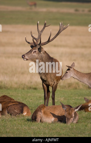 Red Deer Richmond Park London England UK Stockfoto