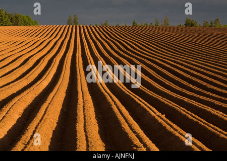 Neu gepflanzten Kartoffelfeld und Gewitterwolken, Stanchel, Prince Edward Island, Canada Stockfoto