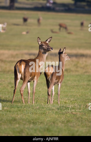 Rothirsch Reh und Rehkitz Richmond Park London England UK Stockfoto