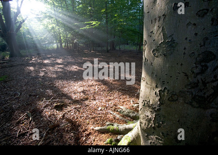 Frithsden Beeches Fagus sylvatica an einem frühen Herbstmorgen im Oktober Ashridge Hertfordshire Stockfoto