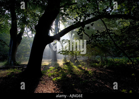Frithsden Beeches Fagus sylvatica an einem frühen Herbstmorgen im Oktober Ashridge Hertfordshire Stockfoto