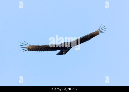 Mönchsgeier Coragyps Atratus Del Rio Texas USA 23 September unreifen Cathartidae Stockfoto