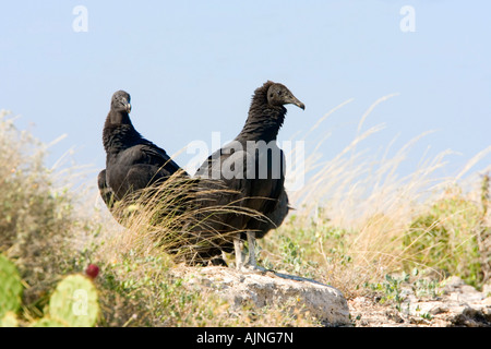 Mönchsgeier Coragyps Atratus Del Rio Texas USA 23 September unreifen Cathartidae Stockfoto