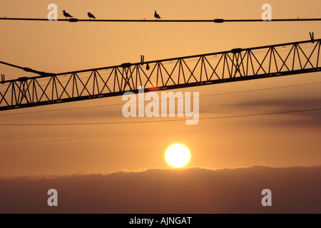 Möwen thront auf einem Kran in der Silhouette vor einem goldenen Himmel Stockfoto