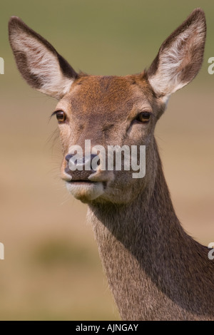 Nahaufnahme von roten weibliche Hirsche Richmond Park London England UK Stockfoto