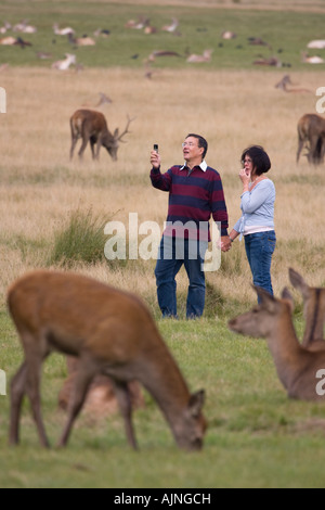 Menschen fotografieren mit Handy-Kamera der Hirsche Richmond Park London England UK Stockfoto