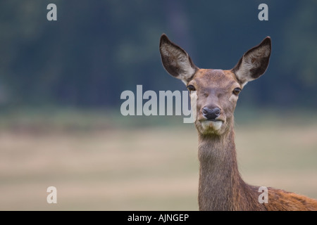 Weibliches Rotwild Richmond Park London England UK Stockfoto