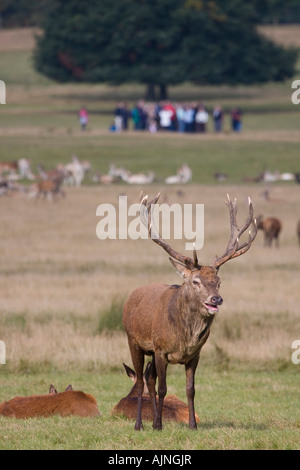 Roter Hirsch Reh und Gruppe von Menschen im fernen Hintergrund Richmond Park, London, UK Stockfoto