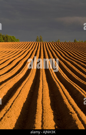 Neu gepflanzten Kartoffelfeld und Gewitterwolken, Stanchel, Prince Edward Island, Canada Stockfoto