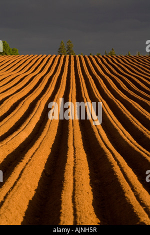 Neu gepflanzten Kartoffelfeld und Gewitterwolken, Stanchel, Prince Edward Island, Canada Stockfoto