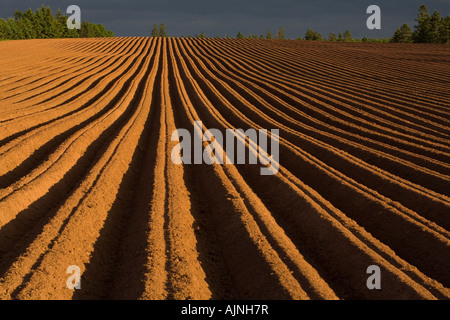 Neu gepflanzten Kartoffelfeld, Stanchel, Prince Edward Island, Canada Stockfoto