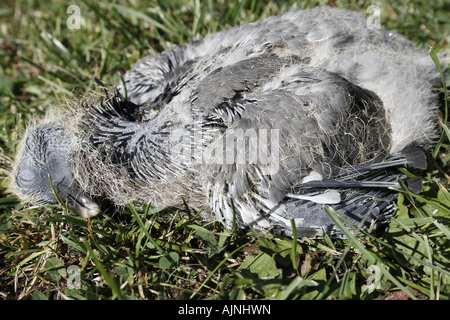 Ringeltaube Columba Palumbus Taube tot am Boden Stockfoto