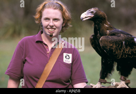 Wedge tailed Eagle, Healesville Sanctuary, Melbourne Stockfoto