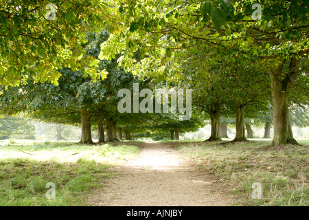 Allee der Bäume Rosskastanie (Aesculus Hippocastanum), Bedfordshire, England, UK Stockfoto
