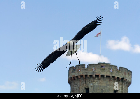 Weißkopf-Seeadler, Greifvogel im Flug während der Show im Warwick Castle, Warwick, Warwickshire Stockfoto