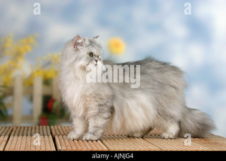 Perserkatze silber shaded Tortie Seite Stockfoto