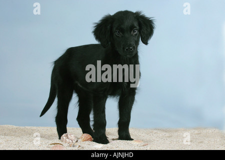 Flat Coated Retriever Welpe 12 Wochen Stockfoto