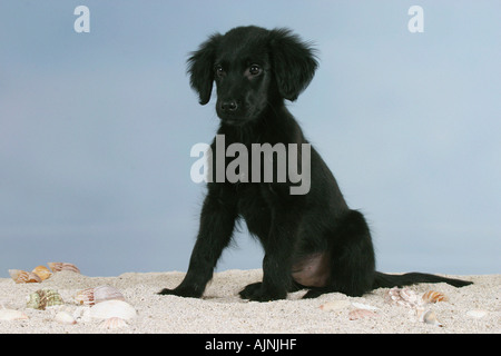 Flat Coated Retriever Welpe 12 Wochen Stockfoto